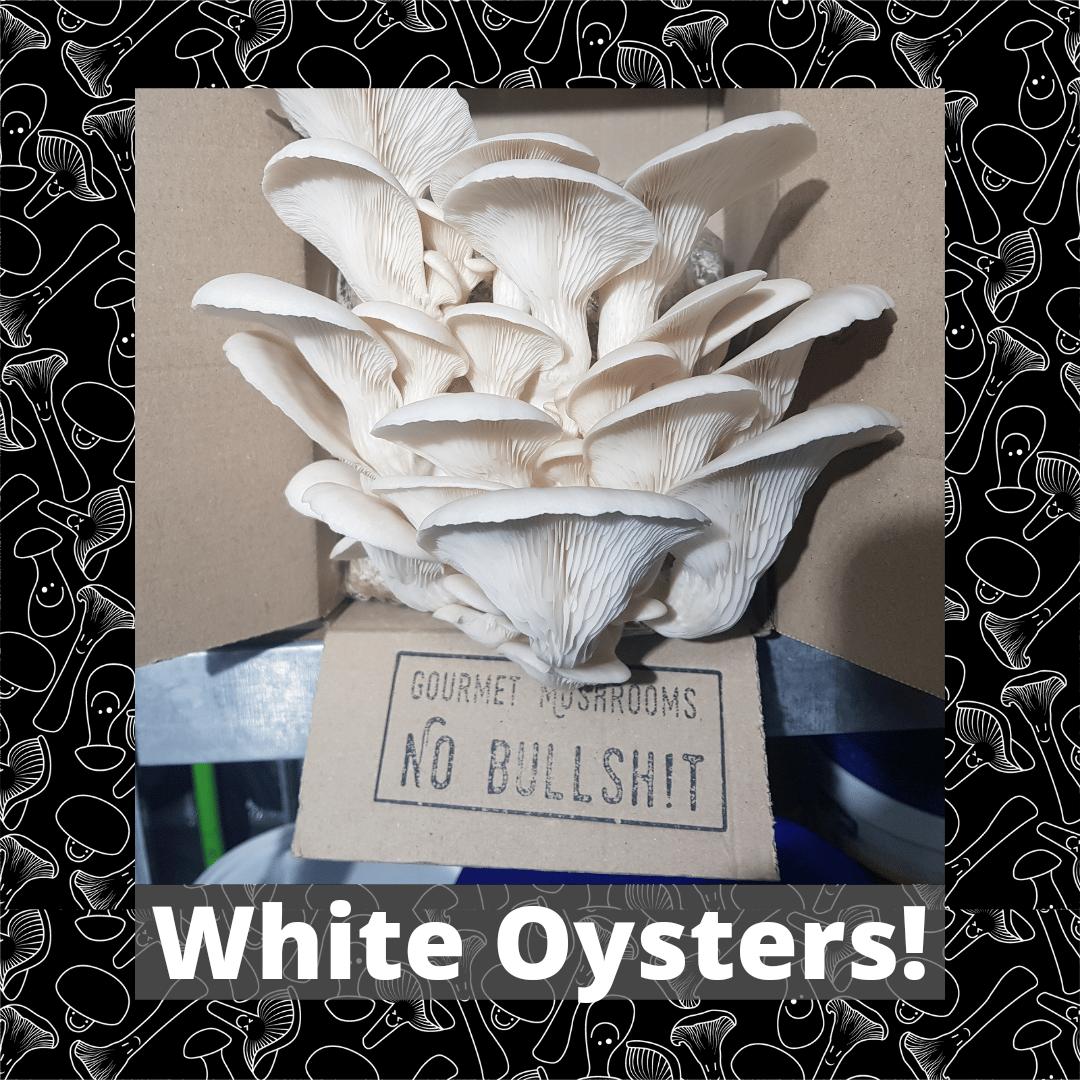 Image of White Oyster mushroom grow at home kit 