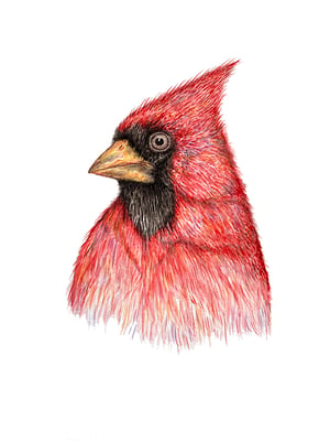 "Cardinal" 1st edition print