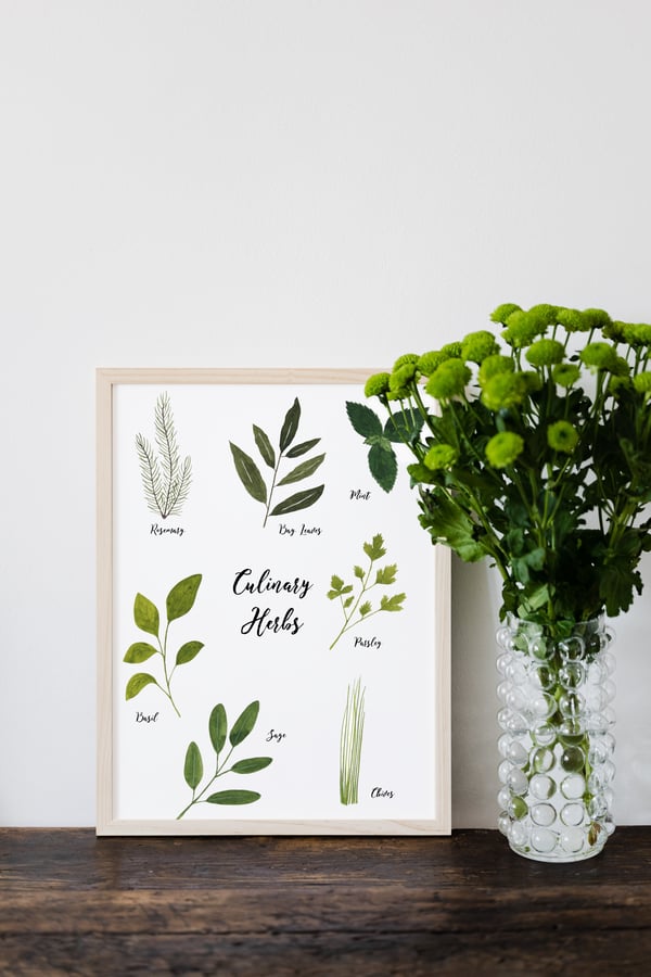 Image of Culinary Herbs Watercolour Illustration