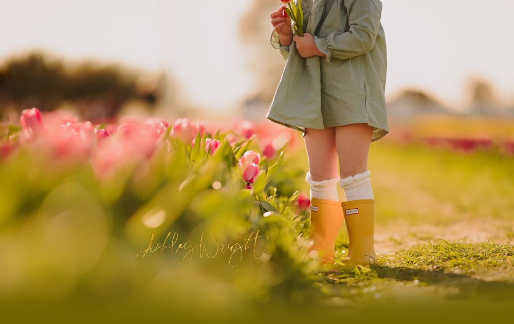 Image of Tulip Minis (deposit)