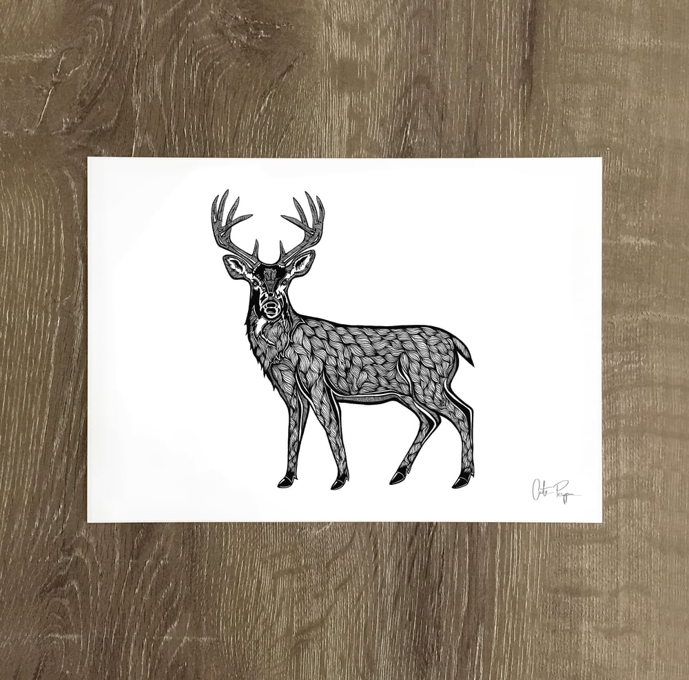 Image of STAG