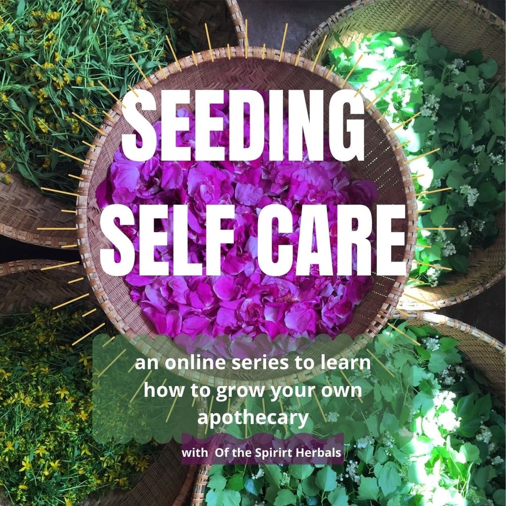 Image of SEEDING SELF CARE Online Series