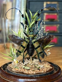 Image 1 of longhorn beetle dome
