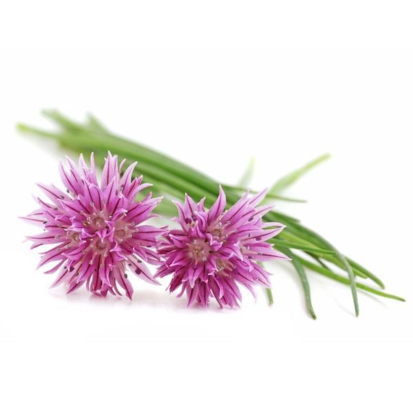 SEEDS - CHIVES