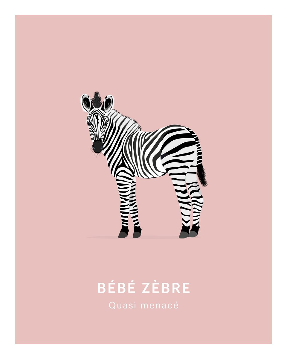 Zebre Rose Myjungleroom