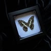 $40 Mystery Entomology Frame
