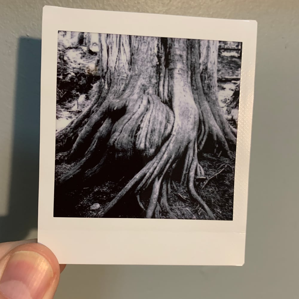 Image of Ancient Roots, mini print