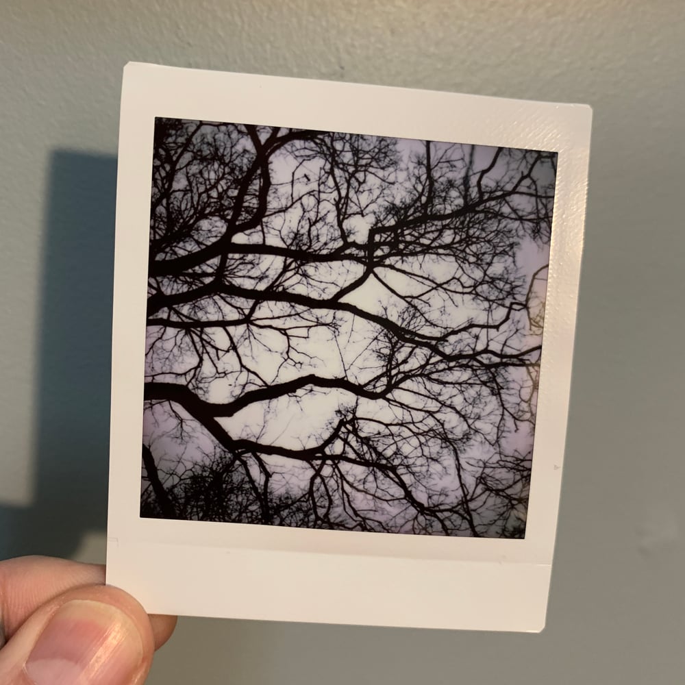 Image of Branches, mini print