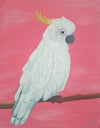 Sulphur Crested Cockatoo Original Painting