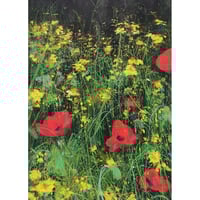 Wildflowers Meadow 