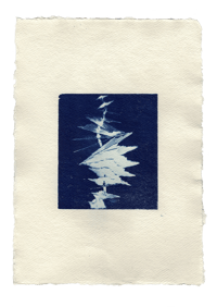 Cyanoprint "Spanish dancer"
