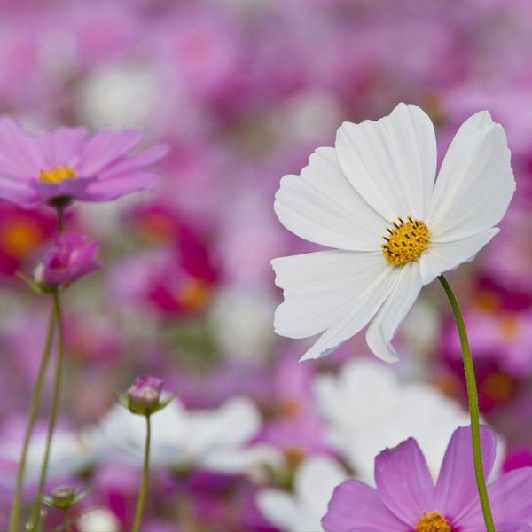 SEEDS - COSMOS: SENSATIONS (PINKS AND WHITES)