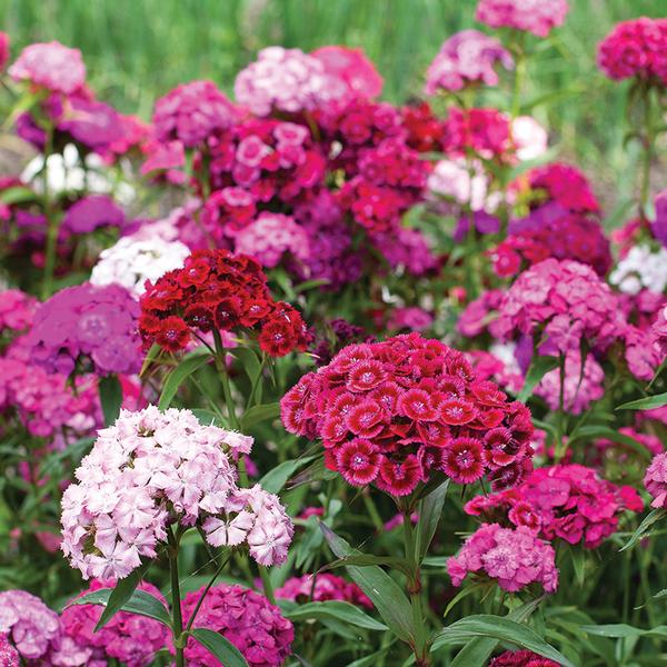 SEEDS - DIANTHUS: MIXED PINKS