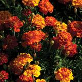 SEEDS - MARIGOLD: DWARF FRENCH, MIXED COLORS (EDIBLE)