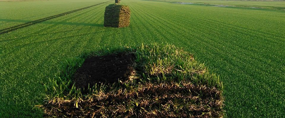 Floratam St. Augustine | Coco Sod Farms