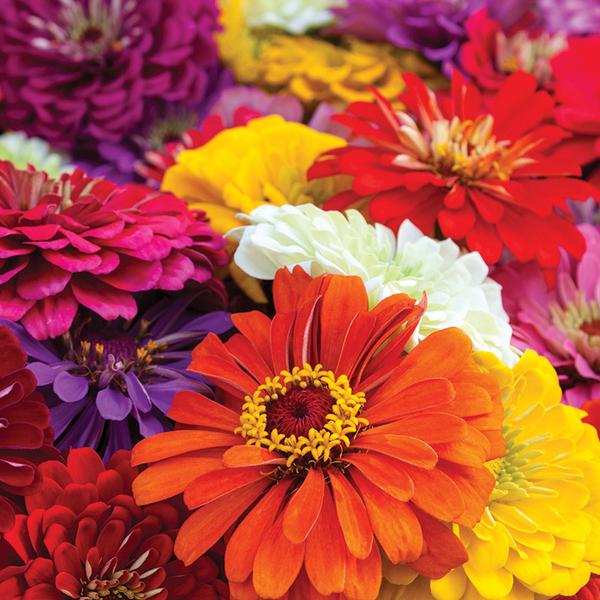 SEEDS - ZINNIA: GIANT MIXED COLORS