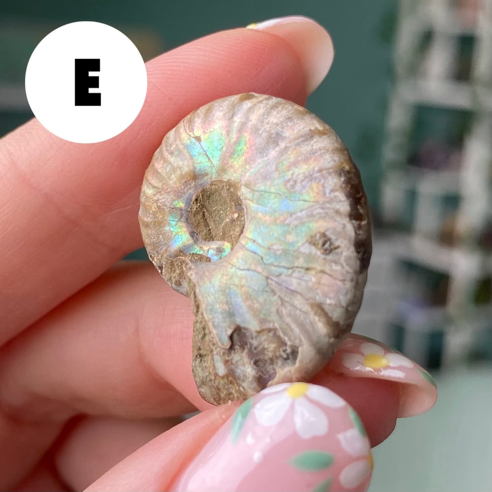 Image of Ammonite Shell