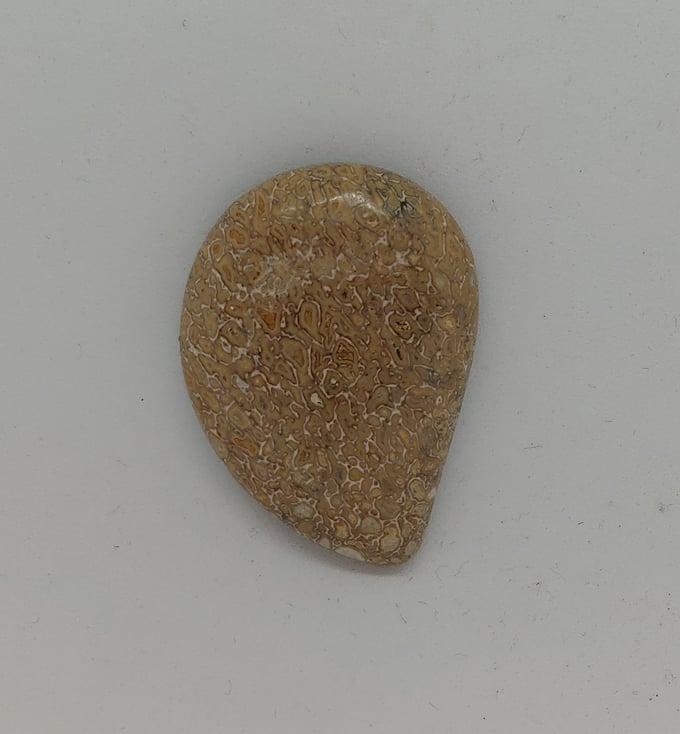 Image of Fossilized Dinosaur Bone Magnetic Pin #21-463