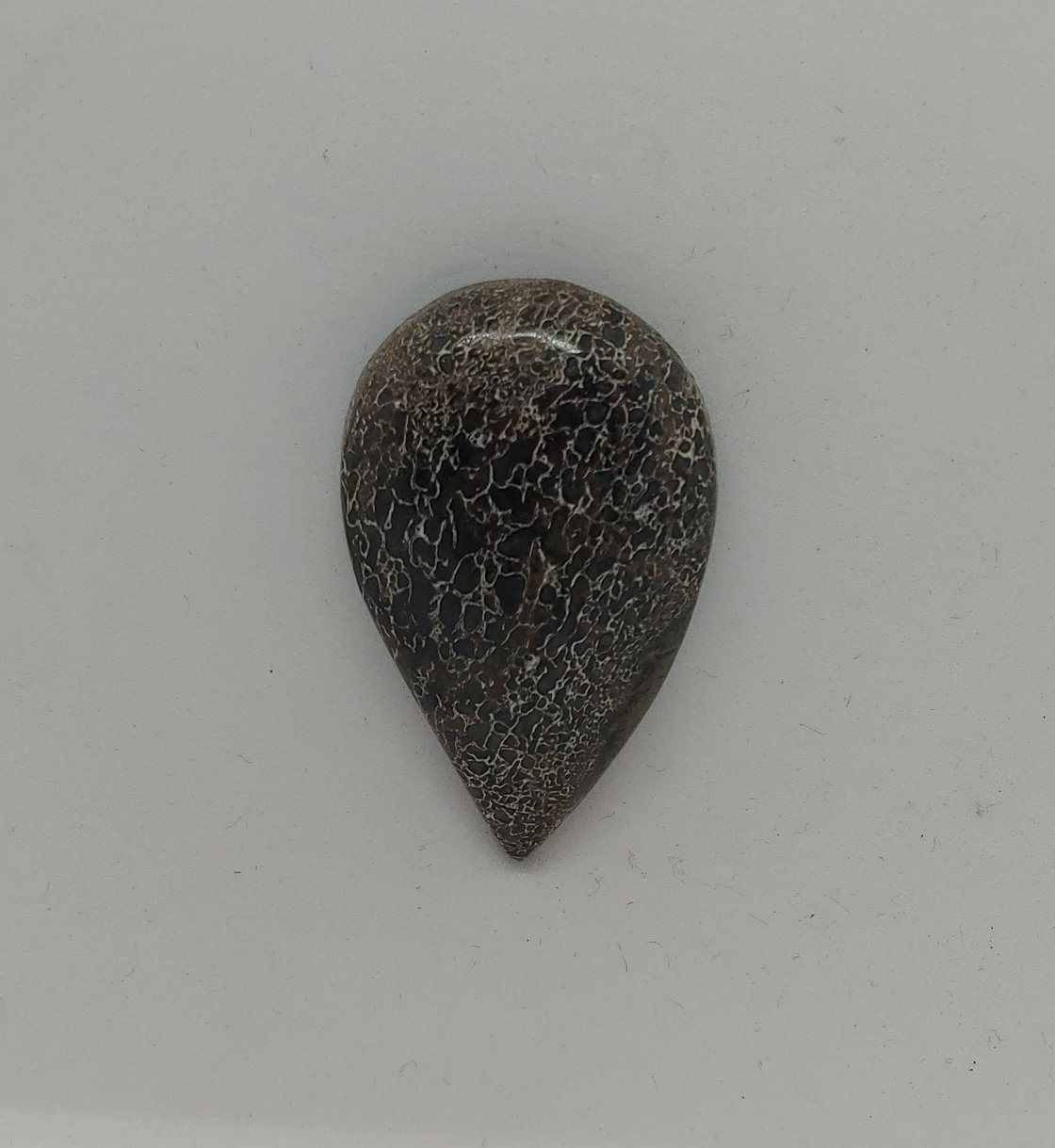Image of Fossilized Dinosaur Bone Magnetic Pin #21-464