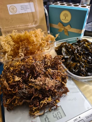 Image of Premium Sea Moss, Wildcrafted, Raw