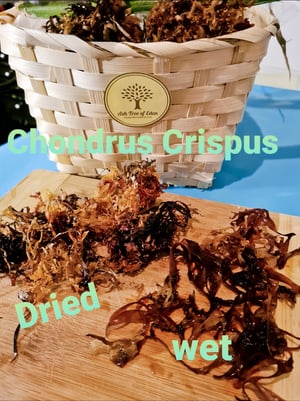 Image of Premium Sea Moss, Wildcrafted, Raw