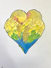 Image 1 of Lovebirds
