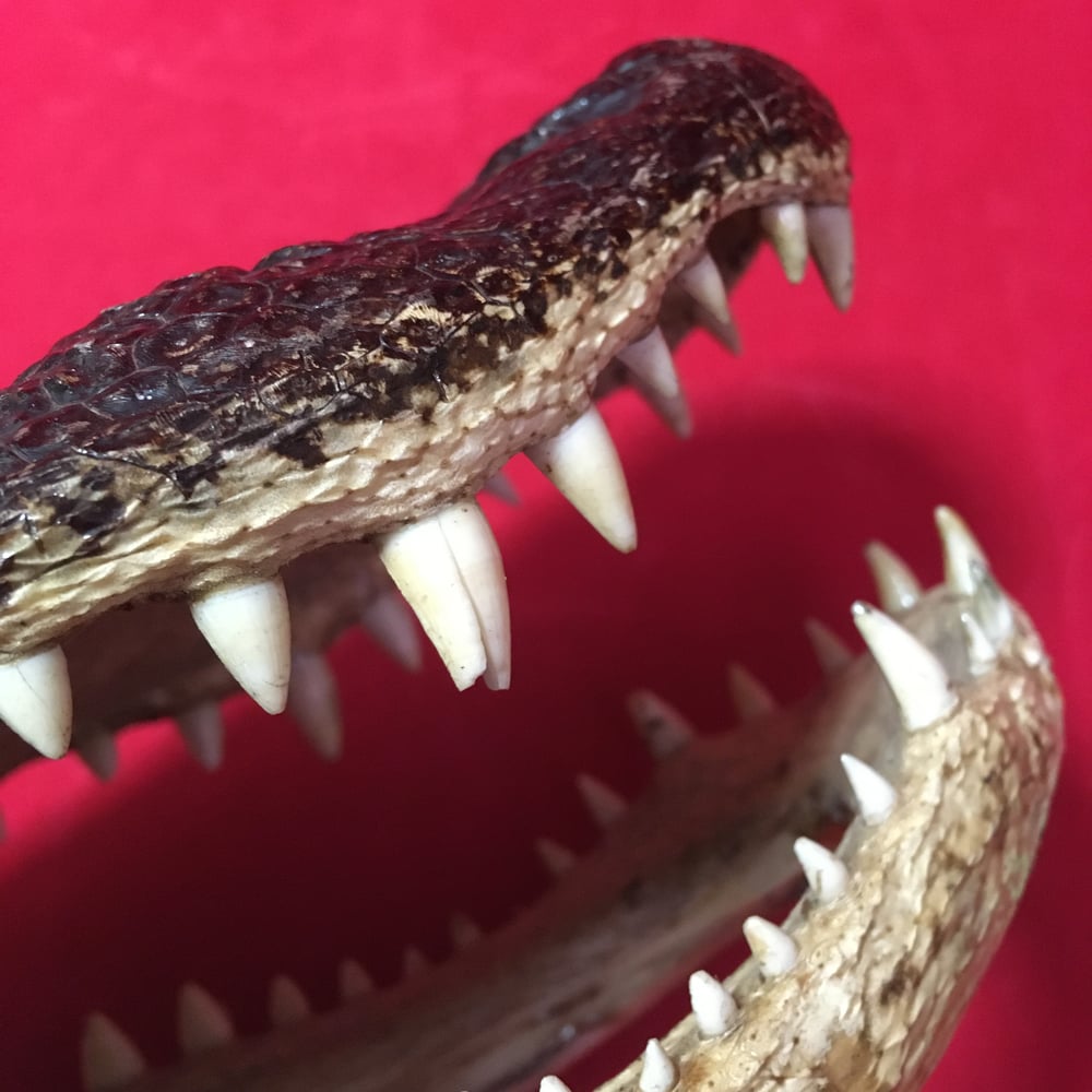 Large Taxidermy Alligator Head #1