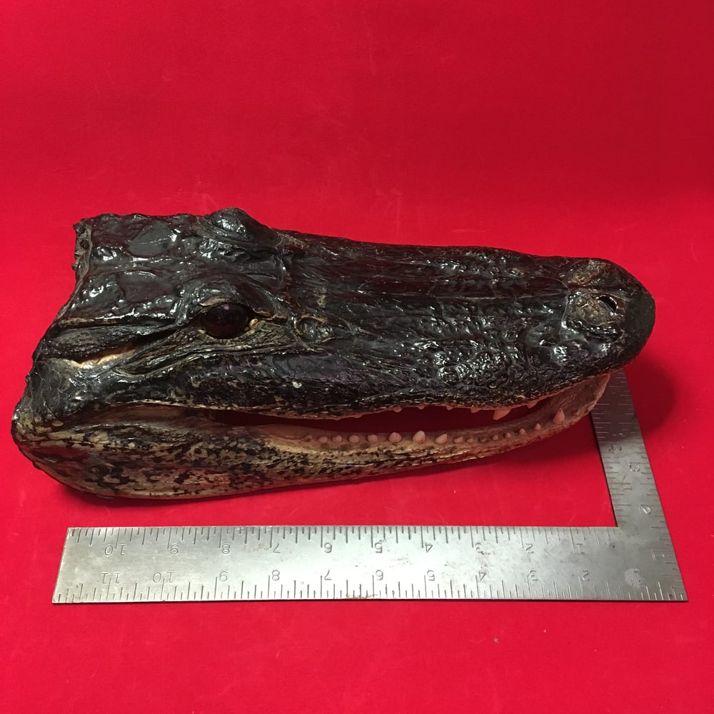 Large Taxidermy Alligator Head #1