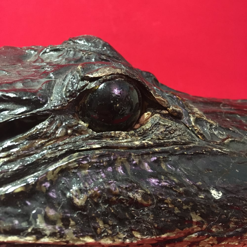 Large Taxidermy Alligator Head #1