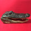 Large Taxidermy Alligator Head #1