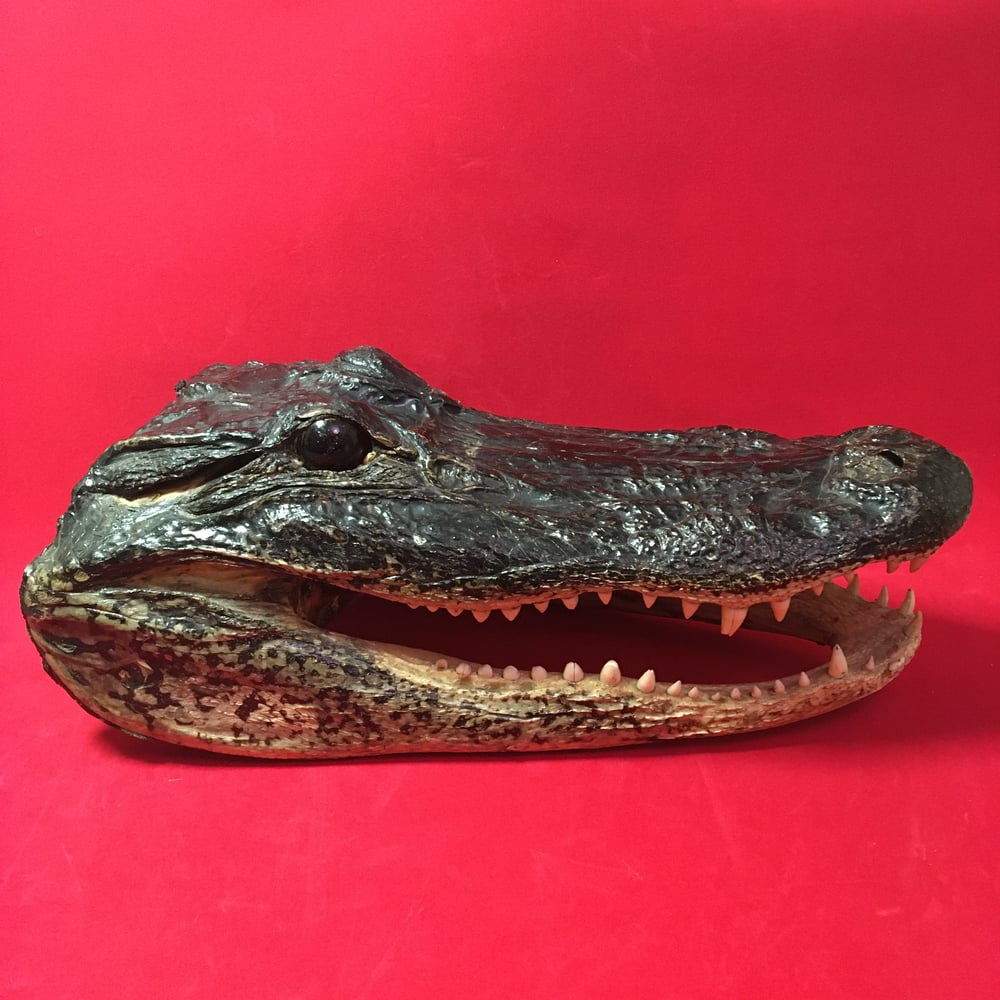 Large Taxidermy Alligator Head #1