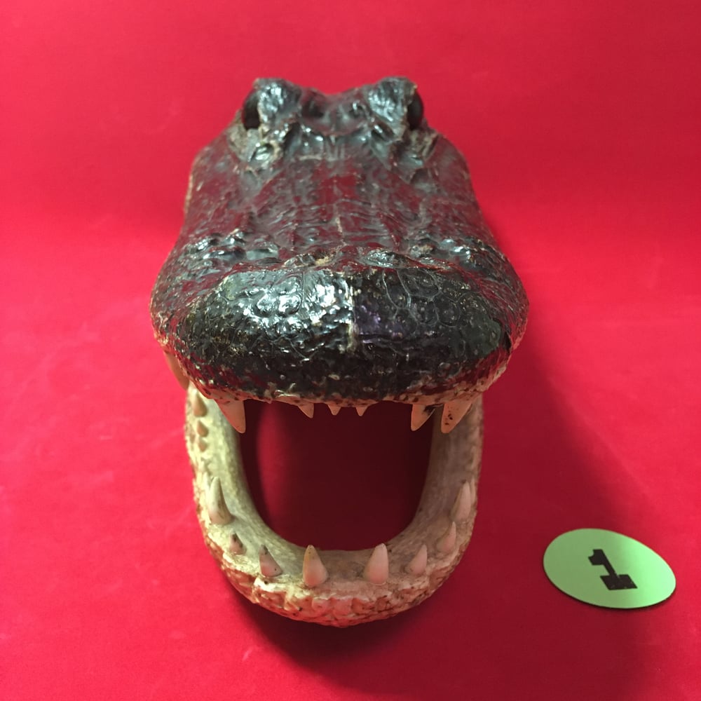 Large Taxidermy Alligator Head #1