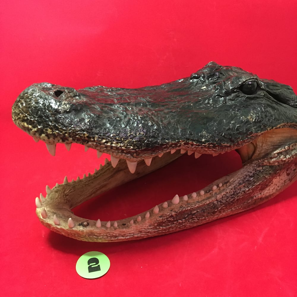 Large Taxidermy Gator Head #2