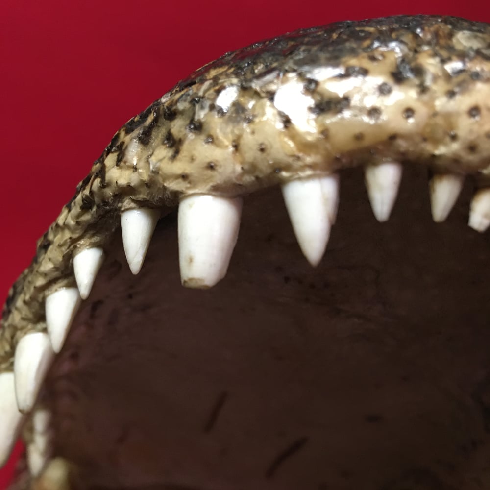Large Taxidermy Gator Head #2