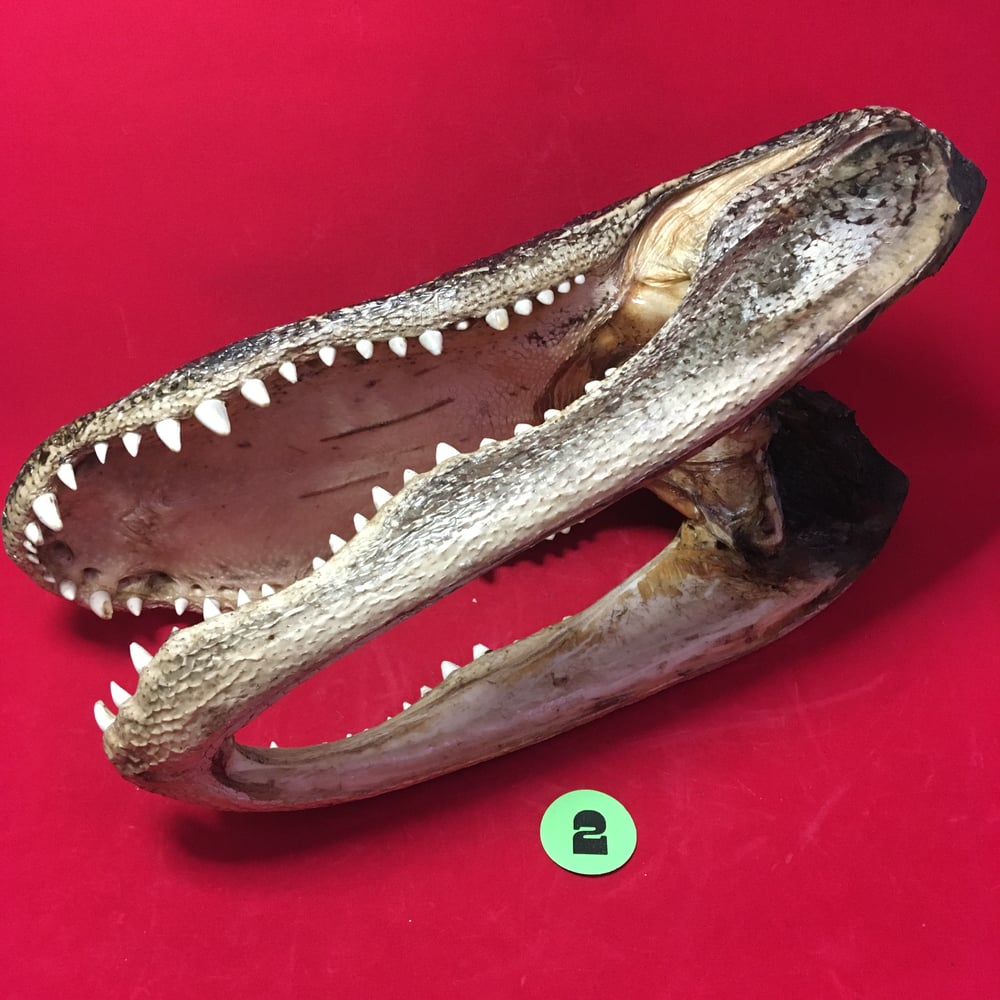 Large Taxidermy Gator Head #2