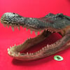 Large Taxidermy Gator Head #2