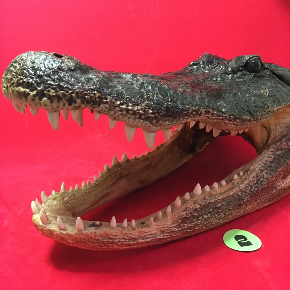 Large Taxidermy Gator Head #2