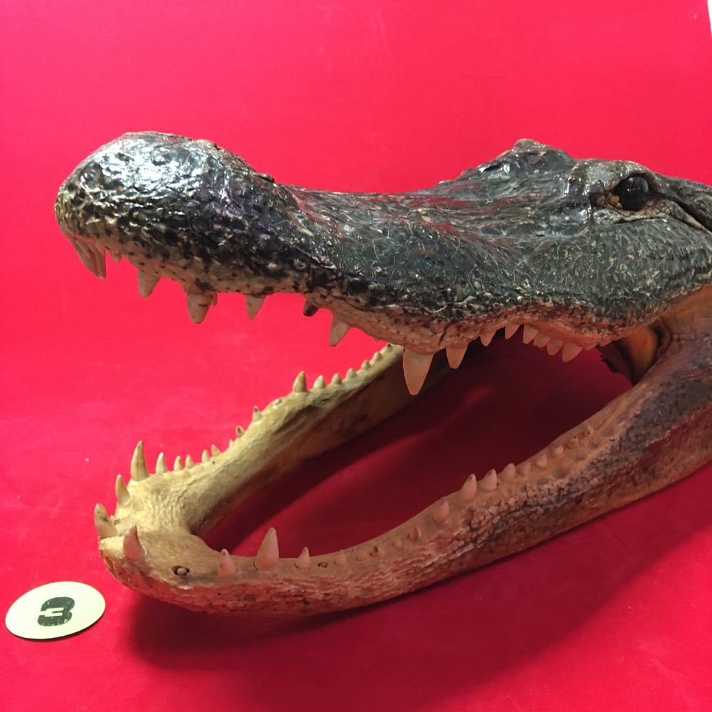Large Taxidermy Alligator Head #3