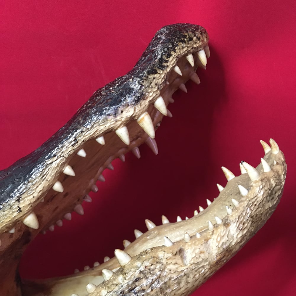 Large Taxidermy Alligator Head #3