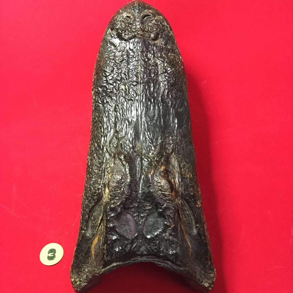 Large Taxidermy Alligator Head #3