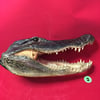 Large Taxidermy Alligator Head #3