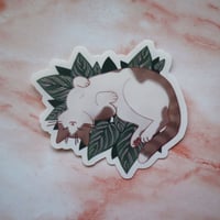 Image 2 of ☆ LAST CHANCE ☆  Calathea Ornata Sticker