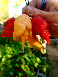 Image 5 of Mango Reaper Jelly