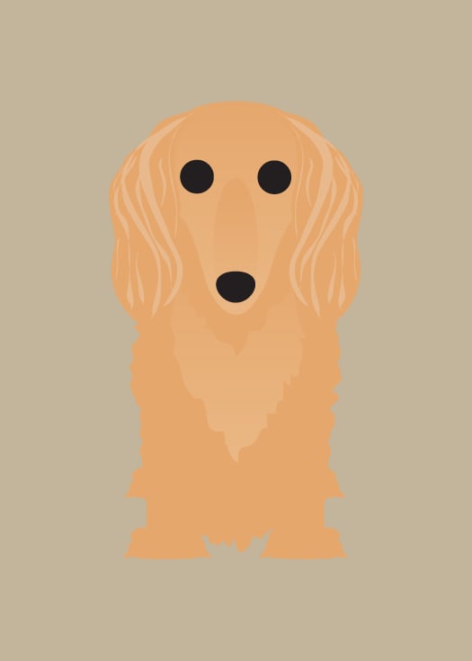 Longhair Dachshund Collection