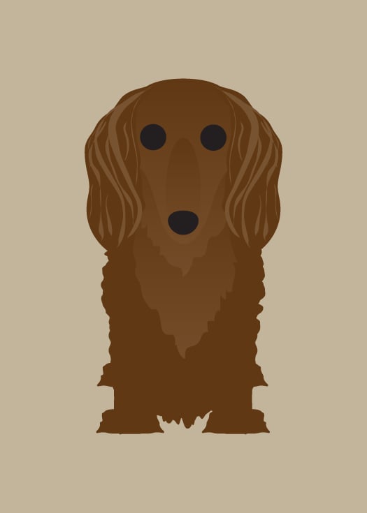 Longhair Dachshund Collection