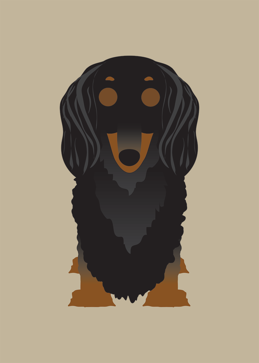 Longhair Dachshund Collection