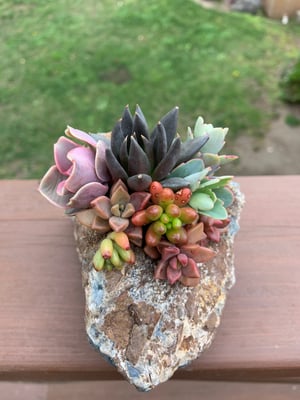 Image of MULTI-FLORA AGATE DESKTOP GARDEN