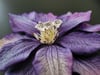 PH079 Rose Ring