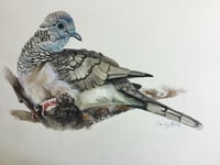 Image 1 of Peaceful dove