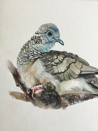 Image 2 of Peaceful dove